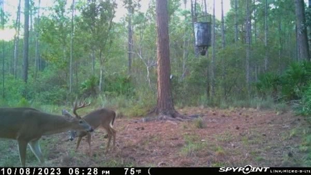 778-acre hunting property in Levy County, Florida - image 17