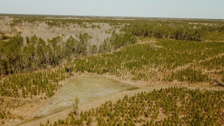 778-acre hunting property in Levy County, Florida - image 11