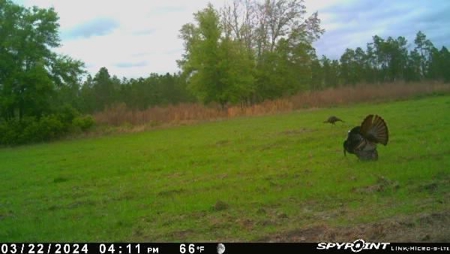 778-acre hunting property in Levy County, Florida - image 16