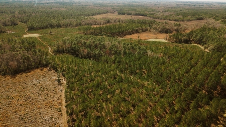 778-acre hunting property in Levy County, Florida - image 10