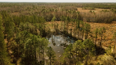 778-acre hunting property in Levy County, Florida - image 3