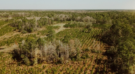 778-acre hunting property in Levy County, Florida - image 6