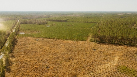 778-acre hunting property in Levy County, Florida - image 7