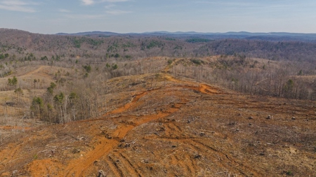 Large Timbered Tract of Land for Sale in Ferrum VA - image 23