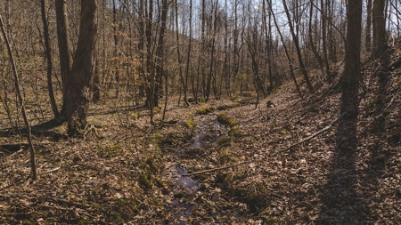 Large Timbered Tract of Land for Sale in Ferrum VA - image 8