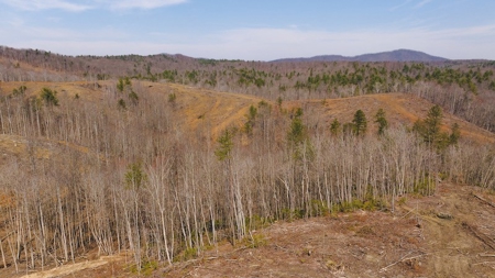 Large Timbered Tract of Land for Sale in Ferrum VA - image 3
