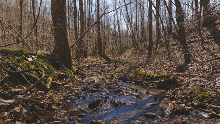 Large Timbered Tract of Land for Sale in Ferrum VA - image 9
