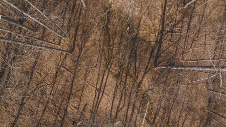 Large Timbered Tract of Land for Sale in Ferrum VA - image 6