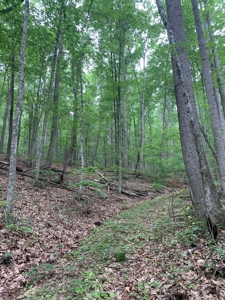 Mountain Majesty: 1,500+ Acre Wilderness Estate in Virginia - image 3