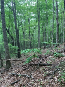 Mountain Majesty: 1,500+ Acre Wilderness Estate in Virginia - image 8