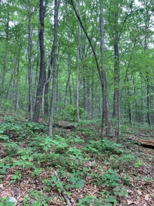 Mountain Majesty: 1,500+ Acre Wilderness Estate in Virginia - image 13