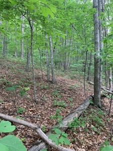 Mountain Majesty: 1,500+ Acre Wilderness Estate in Virginia - image 11