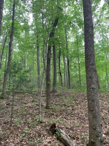 Mountain Majesty: 1,500+ Acre Wilderness Estate in Virginia - image 2