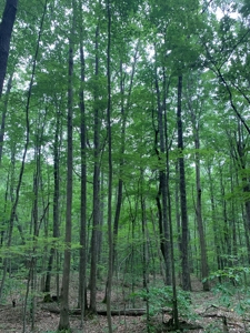 Mountain Majesty: 1,500+ Acre Wilderness Estate in Virginia - image 4