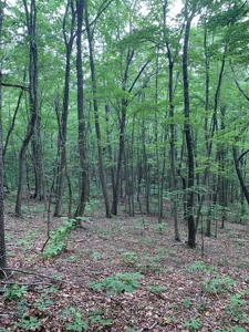 Mountain Majesty: 1,500+ Acre Wilderness Estate in Virginia - image 10