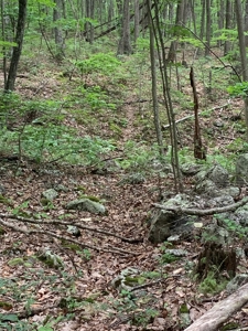 Mountain Majesty: 1,500+ Acre Wilderness Estate in Virginia - image 7