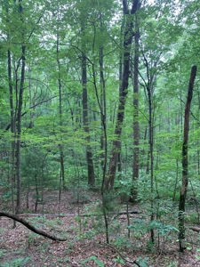 Mountain Majesty: 1,500+ Acre Wilderness Estate in Virginia - image 5