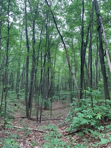 Mountain Majesty: 1,500+ Acre Wilderness Estate in Virginia - image 12