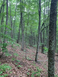 Mountain Majesty: 1,500+ Acre Wilderness Estate in Virginia - image 9