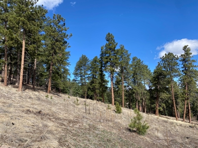 Mountain Home for Sale in Silver Cliff Ranch - image 19