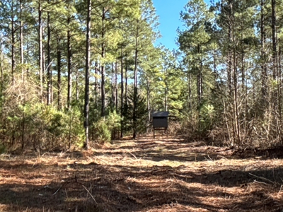 546.23 Acres Of Cass County Hunting/Timber/Recreational Land - image 22