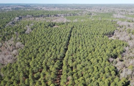546.23 Acres Of Cass County Hunting/Timber/Recreational Land - image 5