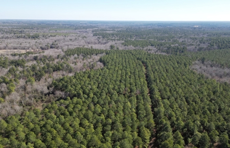 546.23 Acres Of Cass County Hunting/Timber/Recreational Land - image 9