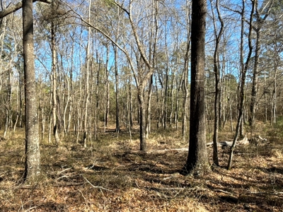 546.23 Acres Of Cass County Hunting/Timber/Recreational Land - image 21
