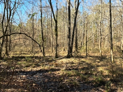 546.23 Acres Of Cass County Hunting/Timber/Recreational Land - image 24