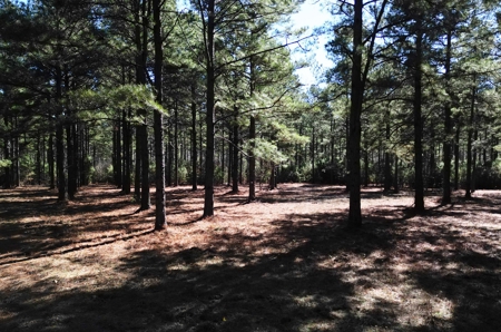 546.23 Acres Of Cass County Hunting/Timber/Recreational Land - image 10