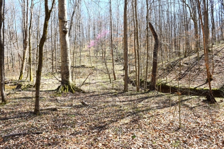 Hobby Farm, Hunting, Home Sites, 40.95 Acres, Creeks - image 10