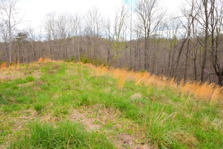 Hobby Farm, Hunting, Home Sites, 40.95 Acres, Creeks - image 36