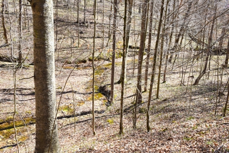Hobby Farm, Hunting, Home Sites, 40.95 Acres, Creeks - image 15