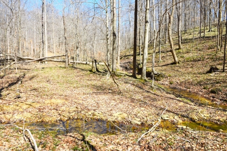 Hobby Farm, Hunting, Home Sites, 40.95 Acres, Creeks - image 17