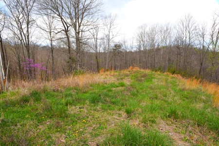 Hobby Farm, Hunting, Home Sites, 40.95 Acres, Creeks - image 35