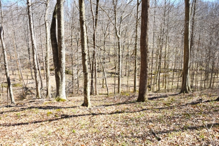 Hobby Farm, Hunting, Home Sites, 40.95 Acres, Creeks - image 14