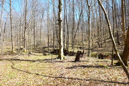 Hobby Farm, Hunting, Home Sites, 40.95 Acres, Creeks - image 8