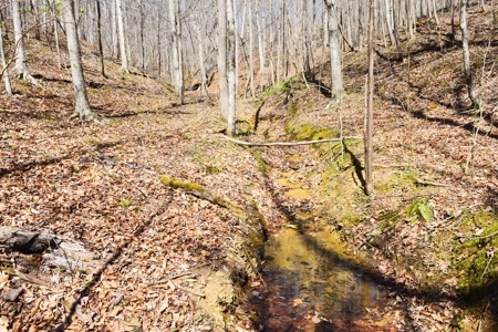 Hobby Farm, Hunting, Home Sites, 40.95 Acres, Creeks - image 13