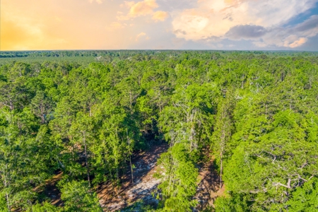 High And Dry North Florida Land For Sale In Lee, Florida - image 6