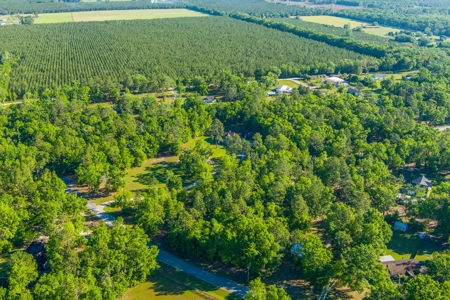 High And Dry North Florida Land For Sale In Lee, Florida - image 3