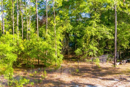 High And Dry North Florida Land For Sale In Lee, Florida - image 4