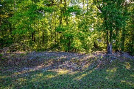 High And Dry North Florida Land For Sale In Lee, Florida - image 5