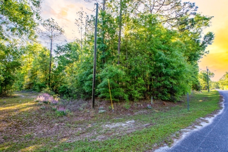 High And Dry North Florida Land For Sale In Lee, Florida - image 9