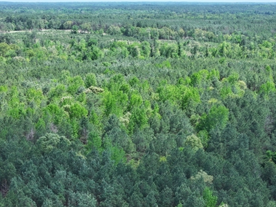 "10 Acres at 475 Cherokee Trail, Lovelady, TX" - image 2