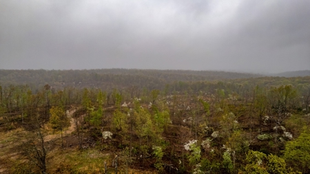 Vacant Land/Hunting Property for Sale Oregon County Missouri - image 3