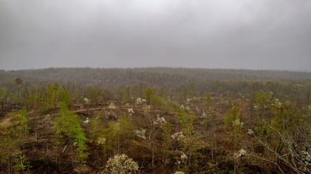 Vacant Land/Hunting Property for Sale Oregon County Missouri - image 5