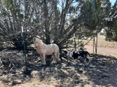 Off  Grid 3bed 2 bath manf. country home on 15 fenced acres - image 32
