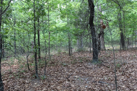 Lot 31 in Landings North Subdivision on Bull Shoals Lake - image 7