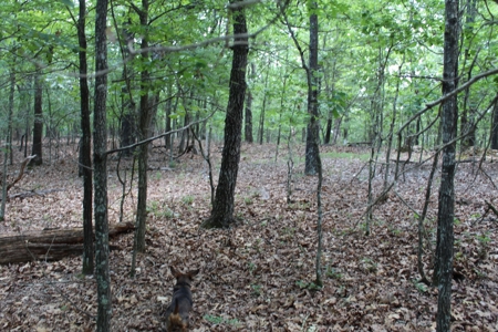 Lot 31 in Landings North Subdivision on Bull Shoals Lake - image 3