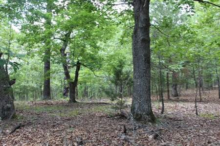 Lot 31 in Landings North Subdivision on Bull Shoals Lake - image 5